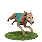 金豪爺娛樂城娛樂城白金賽狗 金豪爺娛樂城娛樂城白金賽狗